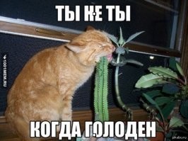 Мужчина застал оленя за странным перекусом