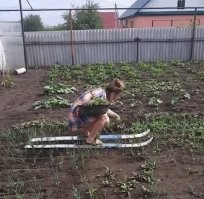 Стою я на грядке в лыжи обутый.....