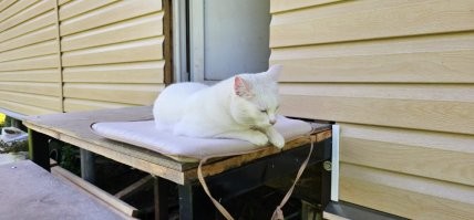 Ну, не знаю, у меня две кошечки. Вывожу летом на дачу, они там отрываются по полной. шароёбятся по всей территоррии на 2-3 км. Но утром, как штык лежат на крылечке.