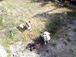 Поступок мрази, а не человека!
Ко мне в декабре бродячая собака, которую я пару раз подкормил, привела щенка месячного. Через сосдскую стройку пролезли в мой огород.
Теперь оба на полном обеспечении двор охраняют)