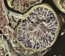 Вот задумался а эти черти когда ломиться начинают от туда хвостами там не путаются, не спотыкаются? Потом сидят развязываются матерясь что не успеют?