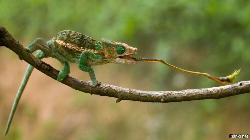 Девушка открыла новый уровень лени