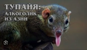 Зоолог из Вас так себе