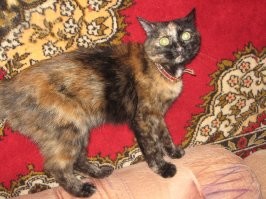 Фотографии старые, правда, за 2014 год. Но поверьте, характер у неё не изменился :))