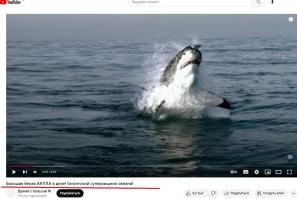 Касатка и белая акула. Найдите 10 отличий. На первой картинке в посте - белая. Обрати внимание на нос. Две как бы "ноздри" (знаю, что это не ноздри) у акулы на фото ниже и фото в посте. Окрас носа посмотри. Форма носа, челюстей, зубов. И беглый поиск в тырнете - говорит нам о том, что это фото - кадр из видео  (второе фото ниже, сам кадр ловить не стал, захотите - посмотрите сами), не выставляй себя неучем.