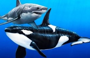 Касатка и белая акула. Найдите 10 отличий. На первой картинке в посте - белая. Обрати внимание на нос. Две как бы "ноздри" (знаю, что это не ноздри) у акулы на фото ниже и фото в посте. Окрас носа посмотри. Форма носа, челюстей, зубов. И беглый поиск в тырнете - говорит нам о том, что это фото - кадр из видео  (второе фото ниже, сам кадр ловить не стал, захотите - посмотрите сами), не выставляй себя неучем.