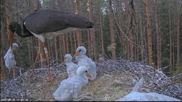 Приморский школьник украл 117 тысяч рублей у матери, чтобы купить скин ножа в игре Standoff 2