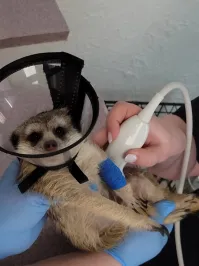 Поймали уже животинку, обследуют.
Недалеко от места, где находился сурикат, волонтеры нашли переноску для животных и корм.
  Скорее всего, сурикат был домашним, а хозяева его просто выбросили на улицу, не справившись с экзотичным питомцем. Дверца переноски была открыта,   отметила волонтер.
Суриката отвезли в ветклинику и взяли анализы. Тест на бешенство оказался отрицательным, животное полностью здорово. Из-за жары и голода сурикат был сильно обезвожен.