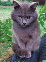 30 очень злых котов, которые всё равно остаются милашками