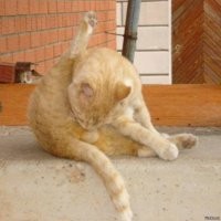 Ученые наконец-то выяснили, что было раньше - яйцо или курица