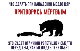 В Иркутской области медведица загнала рабочих на опору ЛЭП