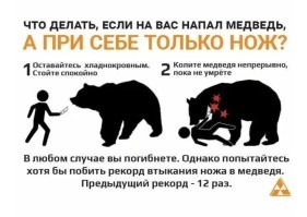 В Иркутской области медведица загнала рабочих на опору ЛЭП