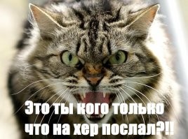 Мужчина утверждает, что разгадал кошачий язык, и пользователи решили проверить его советы на практике