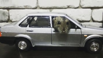 Пост о кошке...которая смогла исколесить просторы....но! наш хомяк, тоже смог дважды на море съездить, за свою недолгую жизнь)