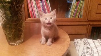 16 эмоциональных кричащих котов