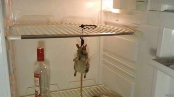 Единственный в своём роде милый полосатик с суицидальными наклонностями