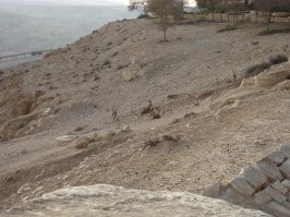 Животинки и местность ну очень напоминают "землю обетованную".



Там такие же попадались, в районе могилы Бен-Гуриона: