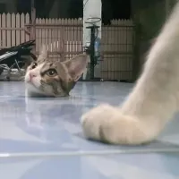 Голова профессора Котоуэля. )))