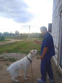Если у меня убежит алабай, а я ещё и баночку пива в это время освою. Полная уголовка с отягчающими.