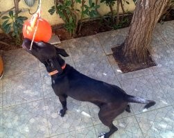 В 90-е были в моде светильники из буйков. В пластике сверлили дырки. Много дырок. Вся поверхность шарообразного буйка должна покрыться дырками (не насквозь, только чтоб больше света проходило). Потом в дырки вклеивали стружку - как макарошки - чтоб немного торчали из дырки. Получается такой ежик. Снизу вырезают дырку побольше и вставляют патрон с лампой. Не могу найти фото. Очень хотела такой. Даже находила на Финском заливе буйки оторванные. А сейчас делают из тонкого пластика буи, из них только игрушка для собаки получается.