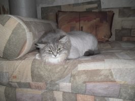 к 19-й
если постричь кошку, то обнаружится тоже самое.
если это не полностью чёрное котэ.