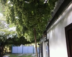 Дом под Полтавой, прям на месте Полтавской битвы (село Побаванка) внутри обычный дом 1980 года постройки. Родительский дом. Особенностей нет. Есть память, есть земля. Помним, трудимся, отдыхаем.
