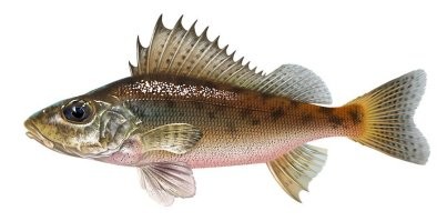 Смешно ему! Мойвы полная майка! Я б посмотрел, как бы он смеялся, если б ершей были полные трусы...