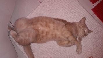 Этот Зверюга вырос почти до 6кг . К сожалению он уже умер