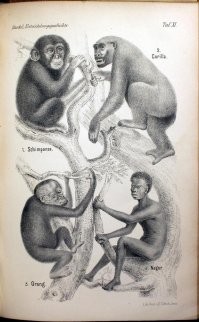 Хоть и не жестокий юмор, зато чёрный. Реальный рисунок из научной книги: