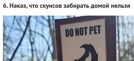 "pet" здесь глагол! И означает ГЛАДИТЬ, а не одомашнивать