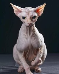 Самая невидимая шерсть