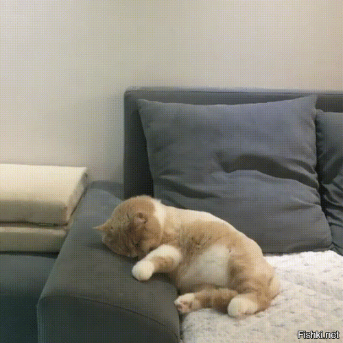 Кот пытается проснуться