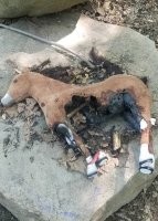 "твои друзья коня в овраге доедают" заиграло новыми красками.