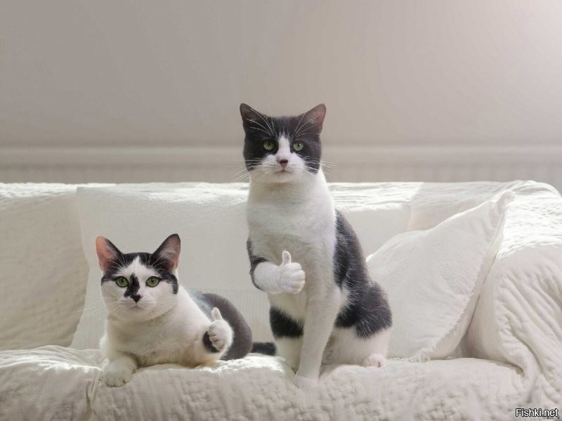 До и после: 30 чудесных преображений спасённых котиков