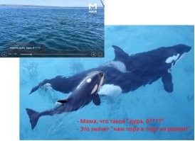 Косатки напали на яхту россиянина около островов Карибского моря