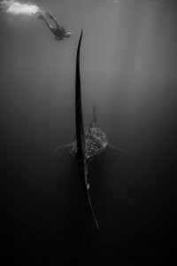 "Страх перед неизведанным..."
Разве что у тех, кто вообще не интересуется биологией. Это китовая акула, абсолютно безопасная для человека.