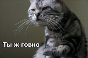 Кто сказал что коты хуже собак охраняют дом