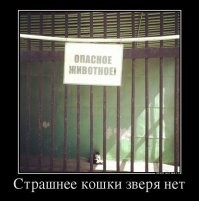 Кто сказал что коты хуже собак охраняют дом