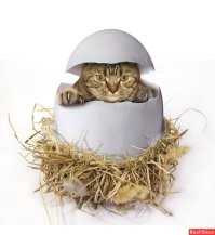 Йожика картинки