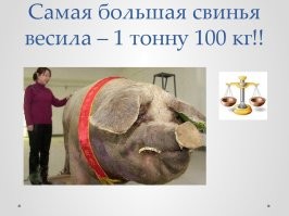 Йожика картинки