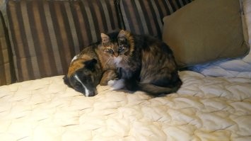 кошечке больше 20 лет...
тоже сама к нам пришла совсем малюсенькой крохатулечкой...