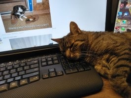 18 котов, которые уверены, что наглость – это второе счастье