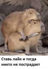 В Московском зоопарке у пары капибар родилась тройня
