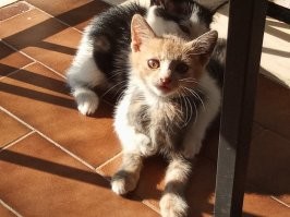 Сколько котят на фото?