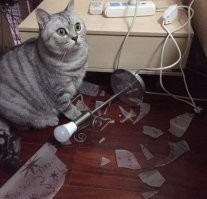 Не получится, кот лампу уронил. Вызывайте тигра с прожектором.