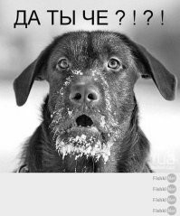 Пушистое удивление как оно есть