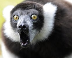 Пушистое удивление как оно есть