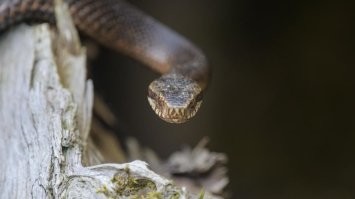 Если вы имеете ввиду это, это точно гадюка.