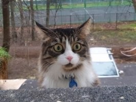 Пушистое удивление как оно есть