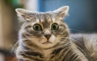 Пушистое удивление как оно есть